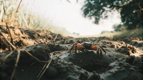 Close up of a crab in mud 스톡 사진