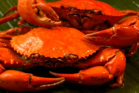 Close-up of crab Stock Photos