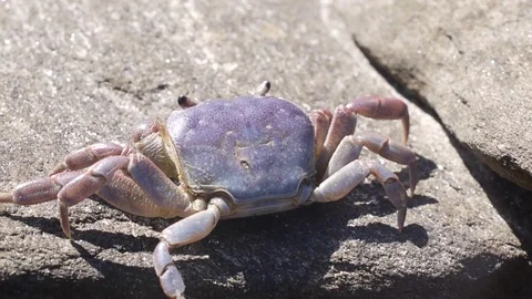 Close up of crab on rock Stock Footage 84153651