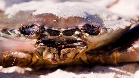 Close up of crab with sand on shell on sunny beach. 스톡 동영상 334393430