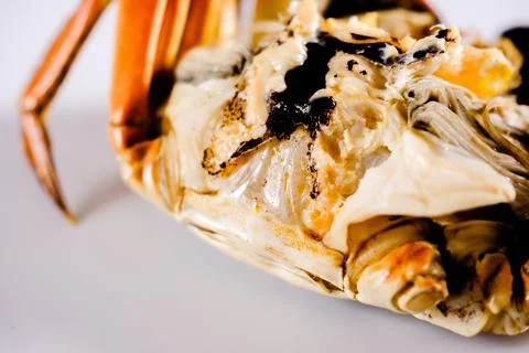 Close up of crab shell and claw on white background Stock Photos