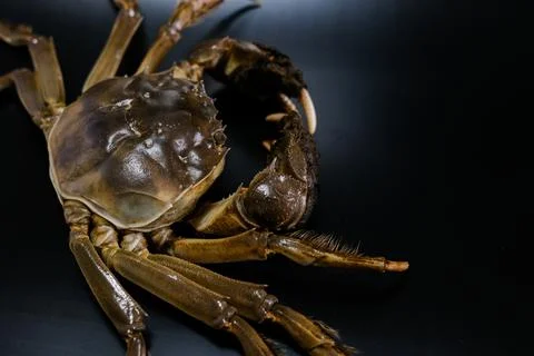 Close-up of crab shell on black background Stock Photos