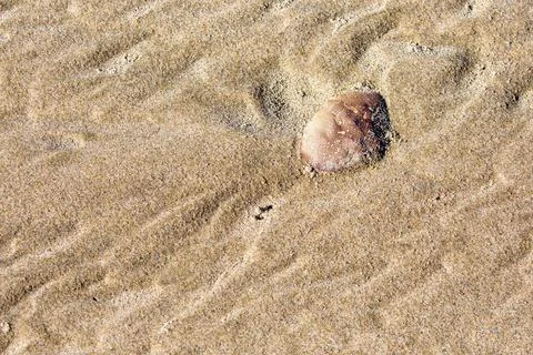 Close up of a crab shell on an Oregon beach Stock Photos