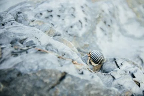 Close-up of a crab sitting on the stone Stock Photos