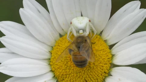 Close up of crab spider holding caught honey bee on daisy flower during spring Stock Footage 172149718