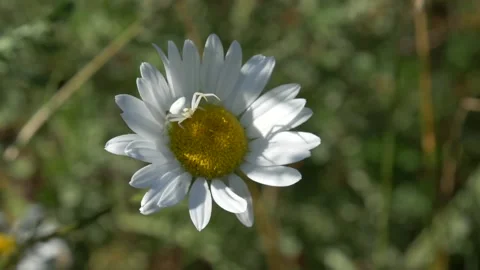 Close up of crab spider ready to catch prey on daisy flower during spring Stock Footage 172149652