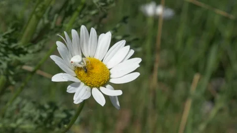 Close up of crab spider resting on daisy flower during spring in field Stock Footage 172149715