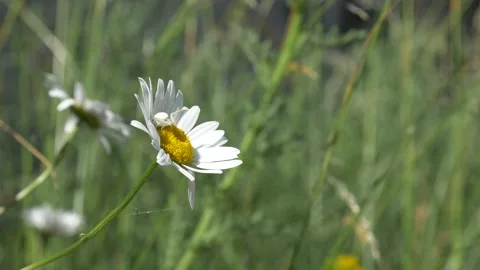 Close up of crab spider waiting for prey on daisy flower during spring in field Stock Footage 172149656