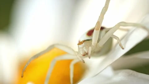 Close-Up of a Crab Spider on a Yellow Daisy Flower 库存影片 314646034