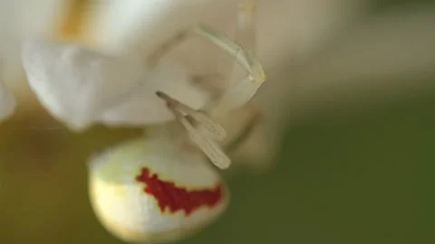 Close-Up of a Crab Spider on a Yellow Daisy Flower Stock Footage 314646377