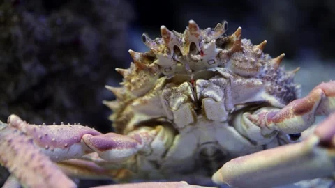 Close-up of a crab with spiky shell and claws, moving slightly in an underwater Stock Footage 335088718