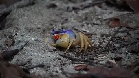 Close-up of crab Tayrona Stock Photos