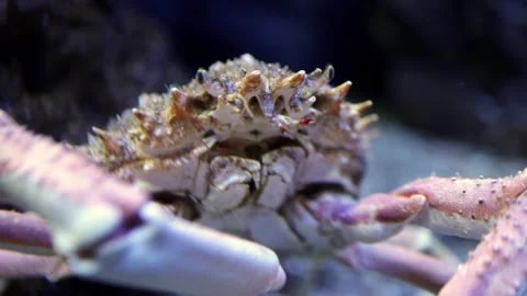 Close-up of a crab with textured shell and prominent claws moving through water Stock Footage 335088641