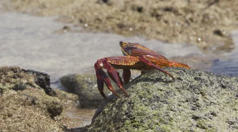 Close Up of Crab Walking over Rocks Stock Footage 58353253