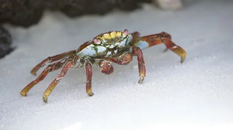 Close Up of Crab Walking on Sand Stock Footage 58356735