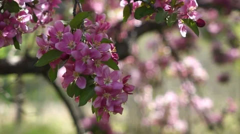 Close up of Crabapple blossoms swaying in wind Stock Footage