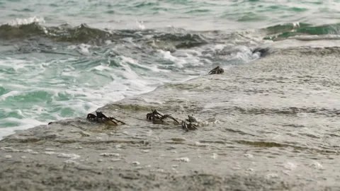 Close-up of crabs on the coast in windy weather Stock Footage 146652154