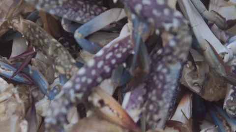 Close up crabs ready for cook. Stock Footage 94501646