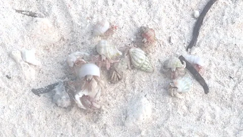 Close Up Of Crabs In Their Shells On A The White Sands Of Tropical Sandy Beach 動画素材 295033832