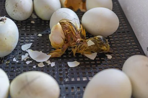 Close up of crack egg duck before birth. The process of hatching from goose e 스톡 사진