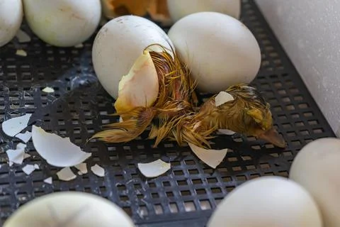 Close up of crack egg duck before birth. The process of hatching from goose e Stock Photos