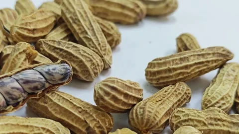 Close-up of a cracked boiled tiger peanut on white. Stock Footage 339991022