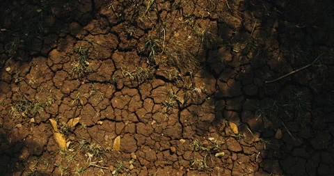 Close up of cracked dry soil texture on forest floor Stock Footage 342036223
