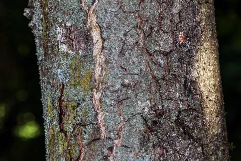 Close-Up of Cracked Maple Bark Texture on Tree Trunk Stock Photos