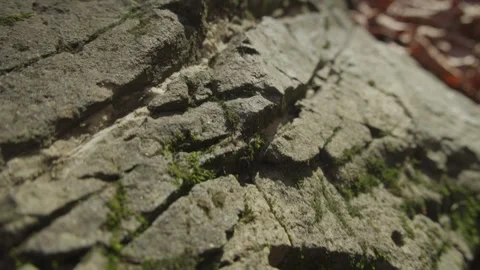 Close-Up of Cracked Rock Surface with Moss Stock Footage 289636897