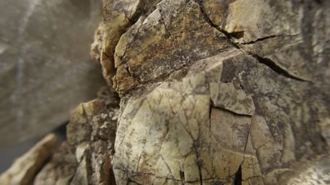 Close-Up of Cracked Rocky Surface in Sunlight Stock Footage 289517636