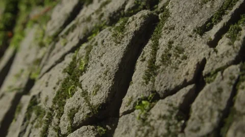 Close-Up of Cracked Stone with Green Moss Growth Stock Footage 289840522