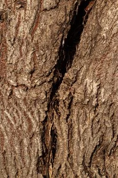 Close-up of cracked tree bark with deep fissure showing rough texture and org Stock Photos