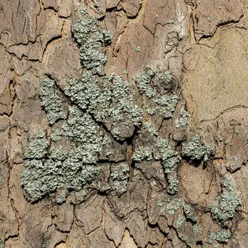 Close-Up of Cracked Tree Bark with Dense Green Lichen Cluster Fotos de archivo