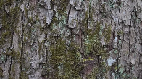 Close-Up Cracked Tree Bark With Moss and Lichen Texture Stock Footage 329482342