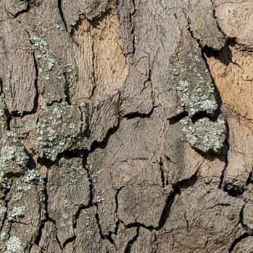 Close-Up of Cracked Tree Bark with Subtle Lichen Growth in Natural Light Fotos de archivo