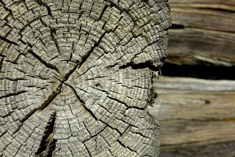 Close-up of Cracked Tree Bark Texture From a Wooden House in Natural Light Stock Photos