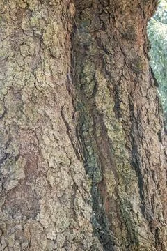 Close Up Cracked Tree Trunk Bark with Natural Vertical Grooves Stock Photos