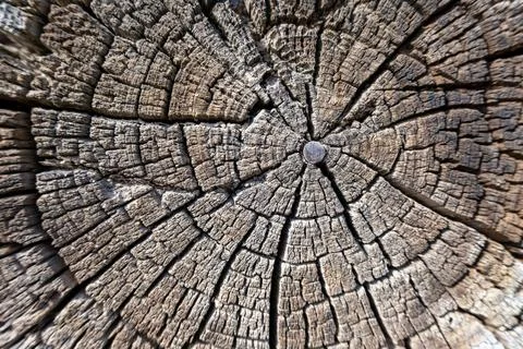 Close-Up of Cracked Tree Trunk Cross Section with Growth Rings Foto stock