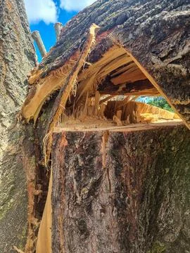 Close-up of cracked tree trunk Stock Photos