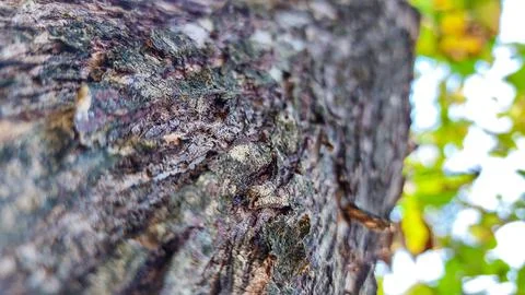 Close-up of cracks and texture on an old tree. Stock Photos