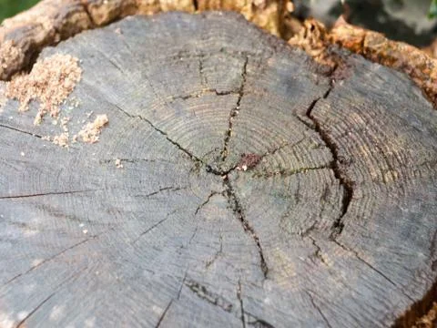 Close up of cracks in cut stump of tree trunk Stock Photos