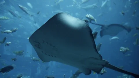 Close up of cramp-fish floating in deep blue water in big tank aquarium Stock Footage 96108355