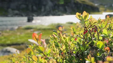 Close up of cranberries in beautiful nature Stock Footage 52999249