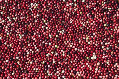 Close up of cranberries floating ready to be harvested Stock Photos