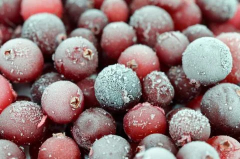Close up of cranberries 스톡 사진