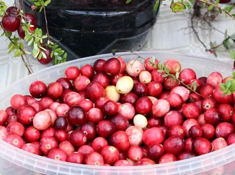 Close-up of cranberries Stock Photos