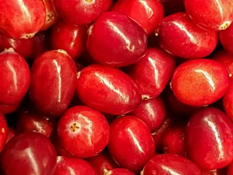 Close up of Cranberries  Stock Photos