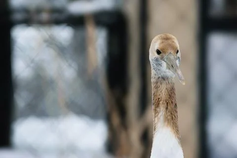 Close-up of a Crane Bird Foto stock