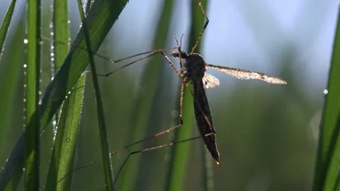 Close up of a crane fly resting on grass with sparkling dew Stock Footage 319988512