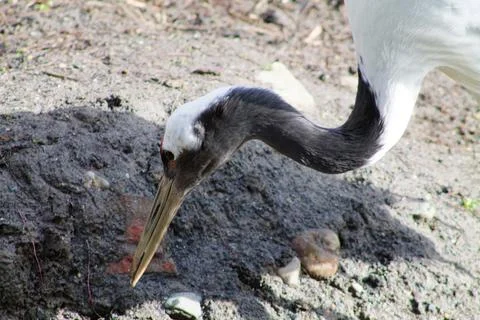 Close-up of a Crane Pecking at the Ground Stock Photos